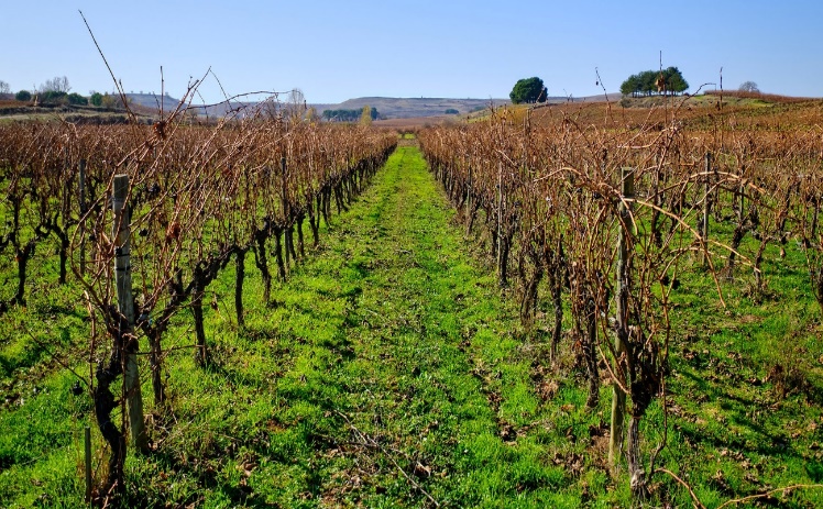 paramo arroyo, vino ecologico, ribera del duero, bodega paramo arroyo