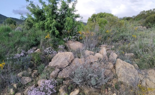 Plantas aromáticas en el viñedo: tomillo, romero, lavanda