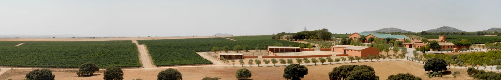 Bodegas y Viñedos BALMORAL (Alpera, Albacete)