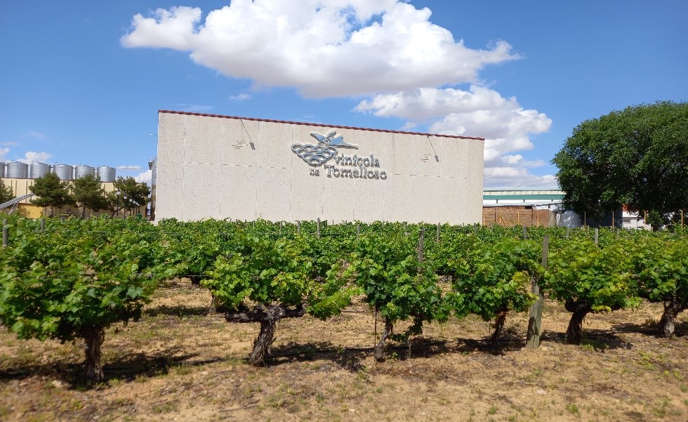 Bodega VINÍCOLA DE TOMELLOSO (Tomelloso, Ciudad Real)
